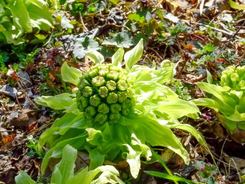 japanese butterbur japanese butterbur